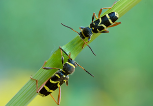 Gemeiner Widderbock (Clytus arietis) &ndash; Foto 3
