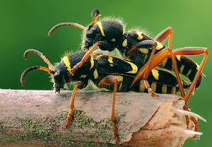 Gemeiner Widderbock (Clytus arietis) &ndash; Foto 4