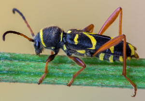Gemeiner Widderbock (Clytus arietis), 19.05.2017, Hürth