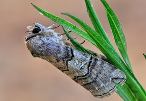 Augen-Eulenspinner (Tethea ocularis)