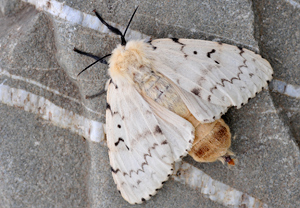 Schwammspinner (Lymantria dispar), Wyry