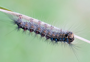 Schwammspinner (Lymantria dispar), 04.06.2011