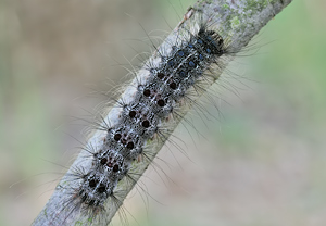 Schwammspinner (Lymantria dispar), 17.07.2010