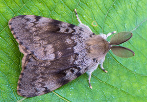 Schwammspinner (Lymantria dispar), 23.06.2018