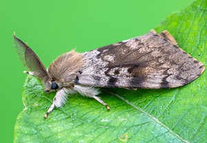 Schwammspinner (Lymantria dispar), 23.06.2018