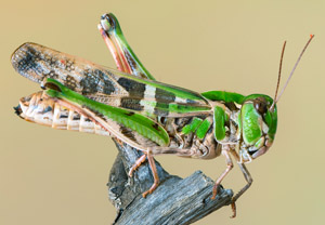 Kreuzschrecke (Oedaleus decorus), 29.07.2018