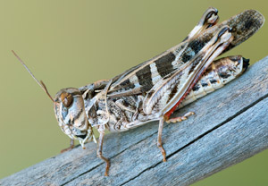 Kreuzschrecke (Oedaleus decorus), 30.07.2018