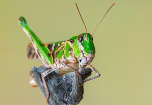 Kreuzschrecke (Oedaleus decorus), 29.07.2018