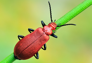 Rotköpfiger Feuerkäfer (Pyrochroa serraticornis) &ndash; Foto 2