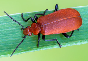 Rotköpfiger Feuerkäfer (Pyrochroa serraticornis), 25.05.2017