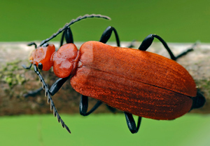 Rotköpfiger Feuerkäfer (Pyrochroa serraticornis)