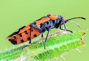 Ritterwanze (Lygaeus equestris), 20.06.2013