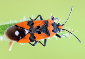 Ritterwanze (Lygaeus equestris), 20.06.2013