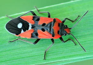 Ritterwanze (Lygaeus equestris)