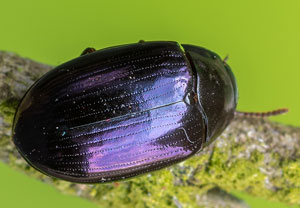 Violetter Oval-Schwarzkäfer (Platydema violaceum), 02.05.2023, Niederzissen, Bausenberg