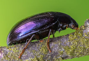 Violetter Oval-Schwarzkäfer (Platydema violaceum), 02.05.2023, Niederzissen, Bausenberg