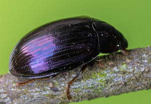 Violetter Oval-Schwarzkäfer (Platydema violaceum), 02.05.2023, Niederzissen, Bausenberg