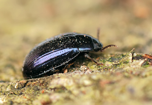 Violetter Oval-Schwarzkäfer (Platydema violaceum)