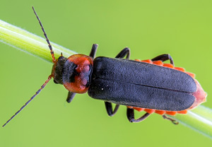 Gemeiner Weichkäfer (Cantharis fusca) – Foto 2