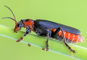 Gemeiner Weichkäfer (Cantharis fusca) – Foto 3
