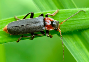 Gemeiner Weichkäfer (Cantharis fusca) – Foto 1
