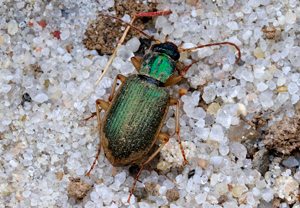 Gelbgerandeter Grünkäfer (Chlaenius vestitus) – Foto 2