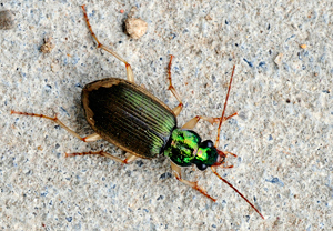 Chlaenius vestitus