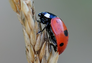 Fünfpunkt-Marienkäfer (Coccinella quinquepunctata), 02.08.2010