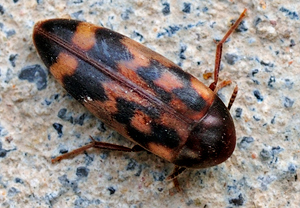 - (Orchesia undulata)