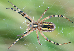 Wespenspinne (Argiope bruennichi), 08.09.2012