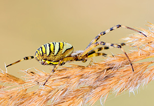 Wespenspinne (Argiope bruennichi), 31.08.2013