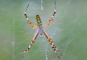 Wespenspinne (Argiope bruennichi)