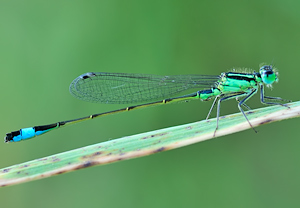 Ischnura elegans