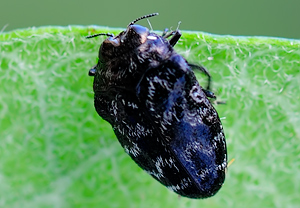 Gemeiner Zwergprachtkäfer (Trachys minutus), 10.08.2010