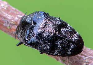 Gemeiner Zwergprachtkäfer (Trachys minutus), 05.05.2019, Brühl