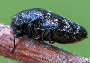 Gemeiner Zwergprachtkäfer (Trachys minutus), 05.05.2019, Brühl