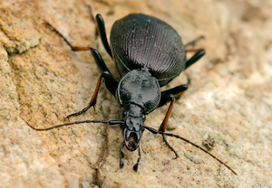Schmaler Schaufelläufer (Cychrus attenuatus) &ndash; Foto 2