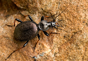 Schmaler Schaufelläufer (Cychrus attenuatus) &ndash; Foto 3
