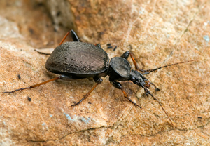 Schmaler Schaufelläufer (Cychrus attenuatus) &ndash; Foto 1