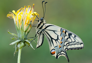 Schwalbenschwanz (Papilio machaon) &ndash; Foto 2