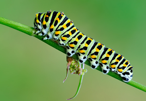 Schwalbenschwanz (Papilio machaon) &ndash; Foto 3