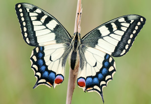 Schwalbenschwanz (Papilio machaon), Wyry