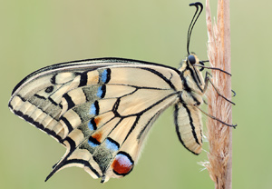 Schwalbenschwanz (Papilio machaon), Wyry