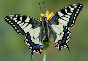 Schwalbenschwanz (Papilio machaon) &ndash; Foto 1