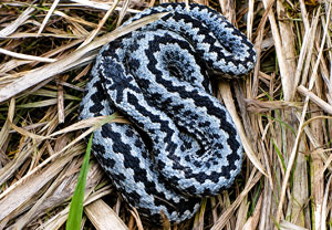 Kreuzotter (Vipera berus), Wyry