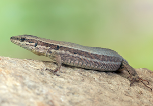 Mauereidechse (Podarcis muralis), 06.06.2012