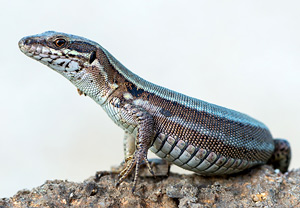Mauereidechse (Podarcis muralis), 06.06.2013