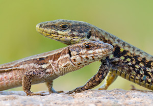 Mauereidechse (Podarcis muralis), 08.07.2015
