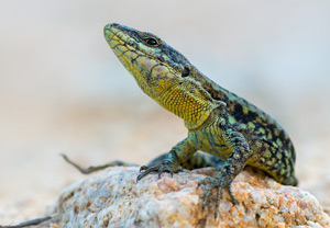 Mauereidechse (Podarcis muralis), 07.07.2015
