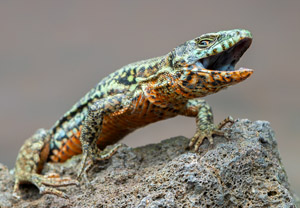 Mauereidechse (Podarcis muralis), 24.04.2019